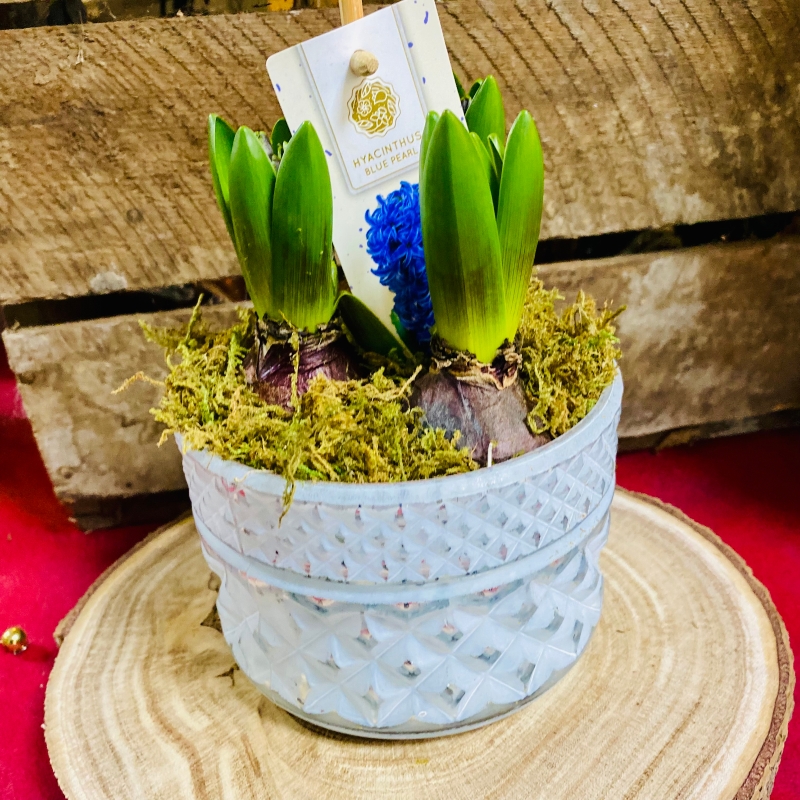 Hyacinth Christmas Planted Pot