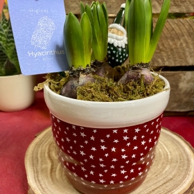 Christmas Hyacinth Bulb Santa Pot