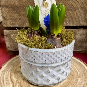 Hyacinth Christmas Planted Pot